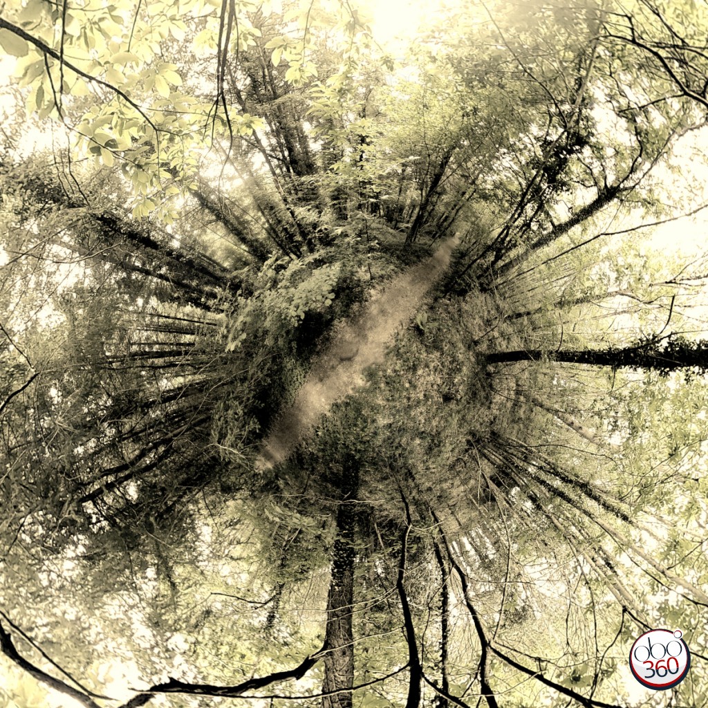 Liana Composition artistique réalisée à partir d'une vue à 360°, prise sur un sentier confidentiel, en sous-bois, quelque part en Finistère.