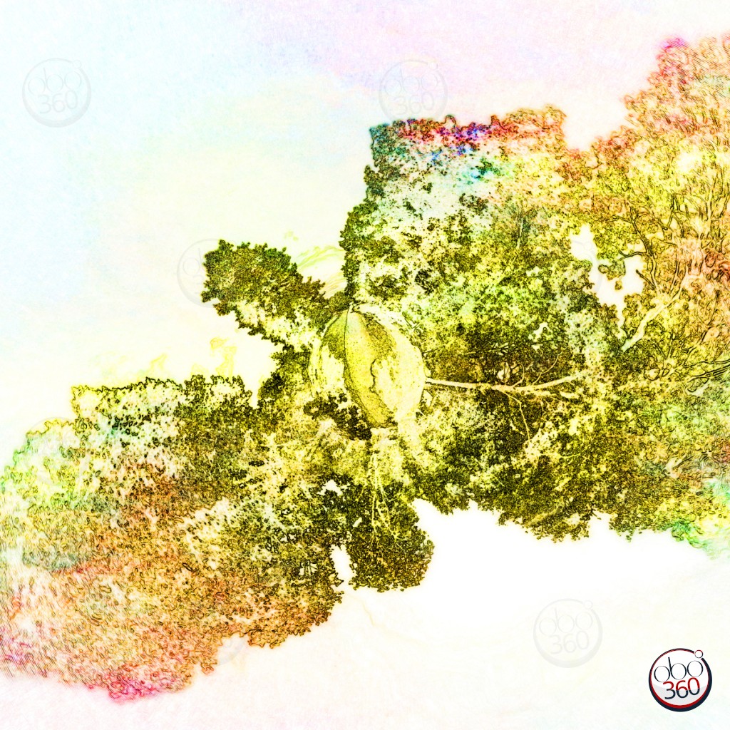 AzayTrees Composition artistique réalisée à partir d'une vue à 360°, prise dans le parc d'un château, quelque part en France.