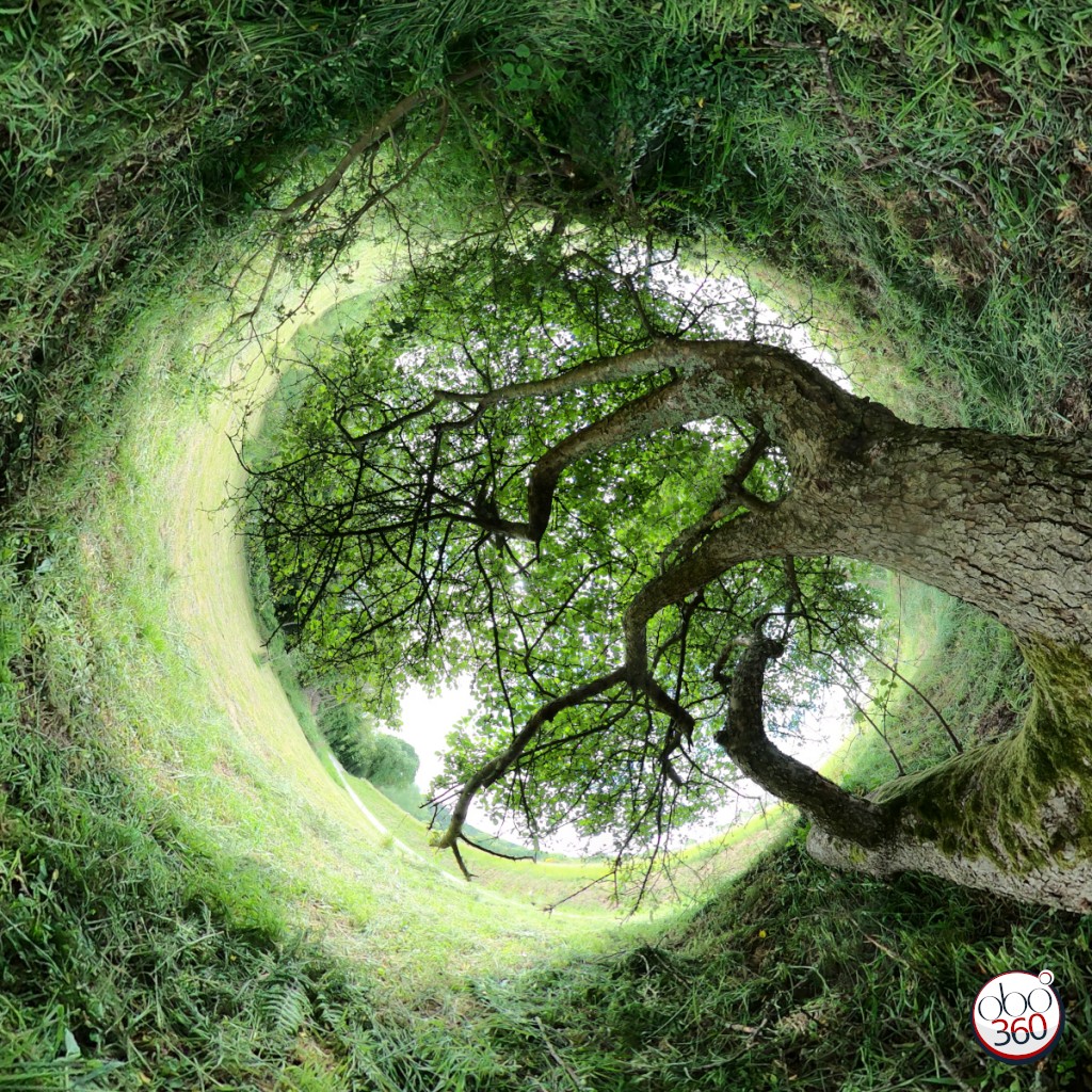 TreeInHole Point de vue au format
