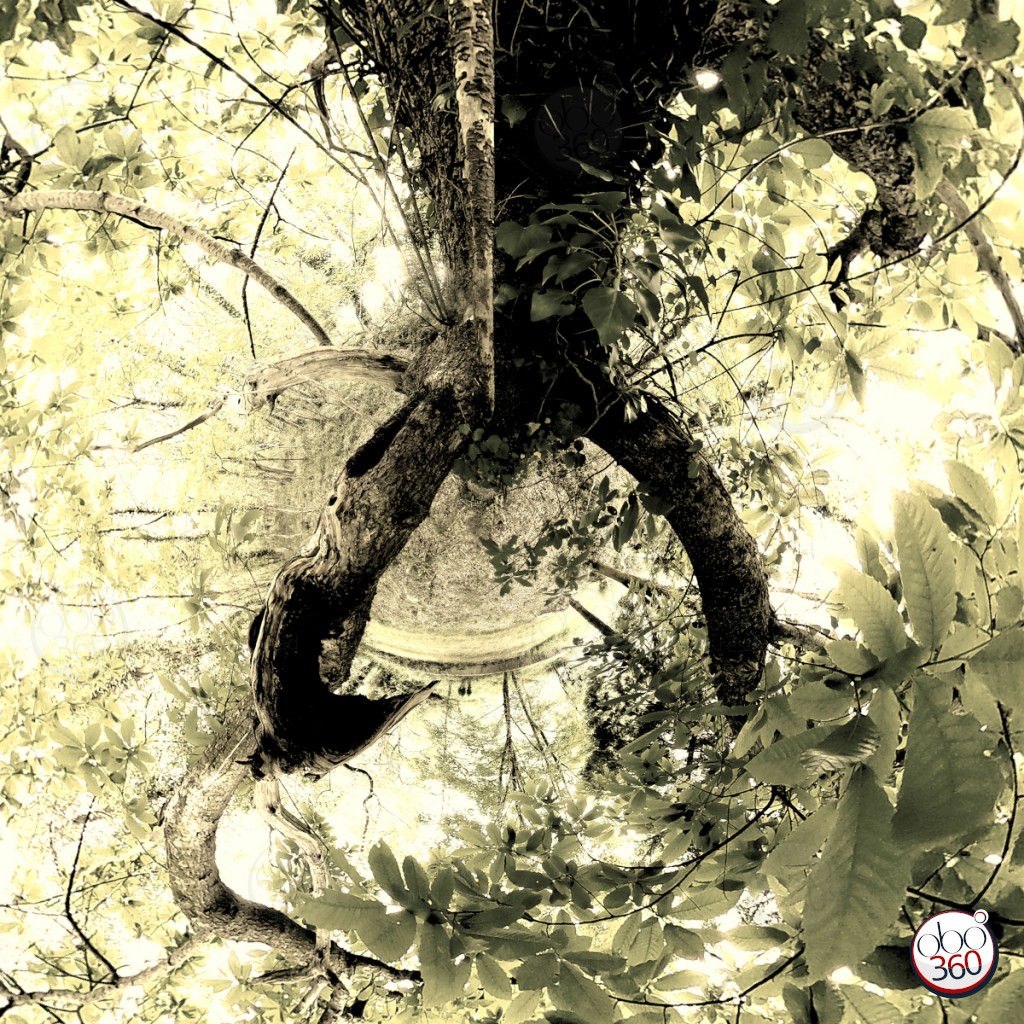 Composition artistique réalisée à partir d'une vue à 360°, prise au cœur d'un arbre, quelque part sur un sentier, en Finistère.