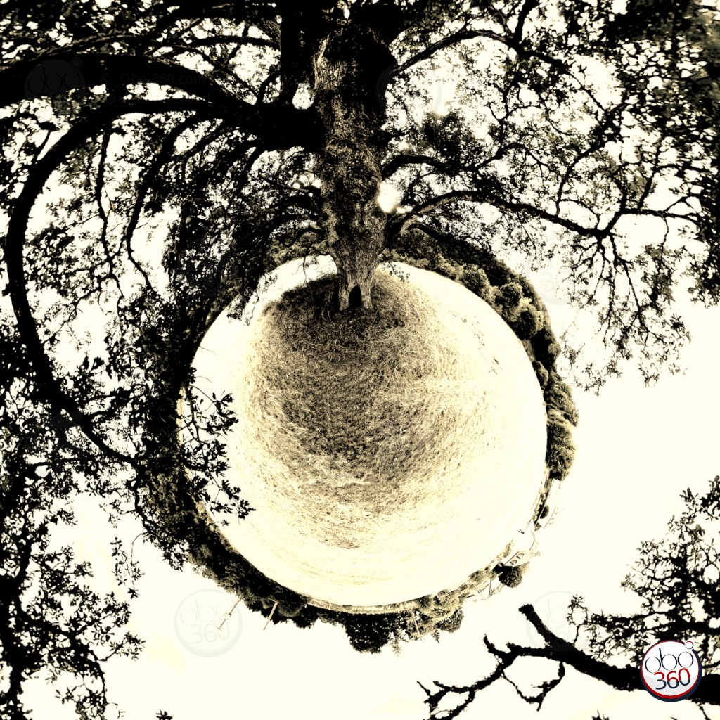 BigBlackOak Composition artistique réalisée à partir d'une vue à 360°, prise sous un vieux chêne solitaire, quelque part en Corrèze.