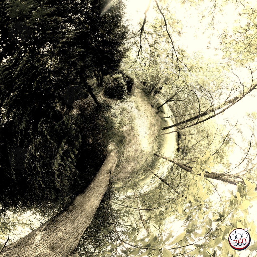 Chiaroscuro Composition artistique réalisée à partir d'une vue à 360°, prise dans une forêt, quelque part en Finistère.