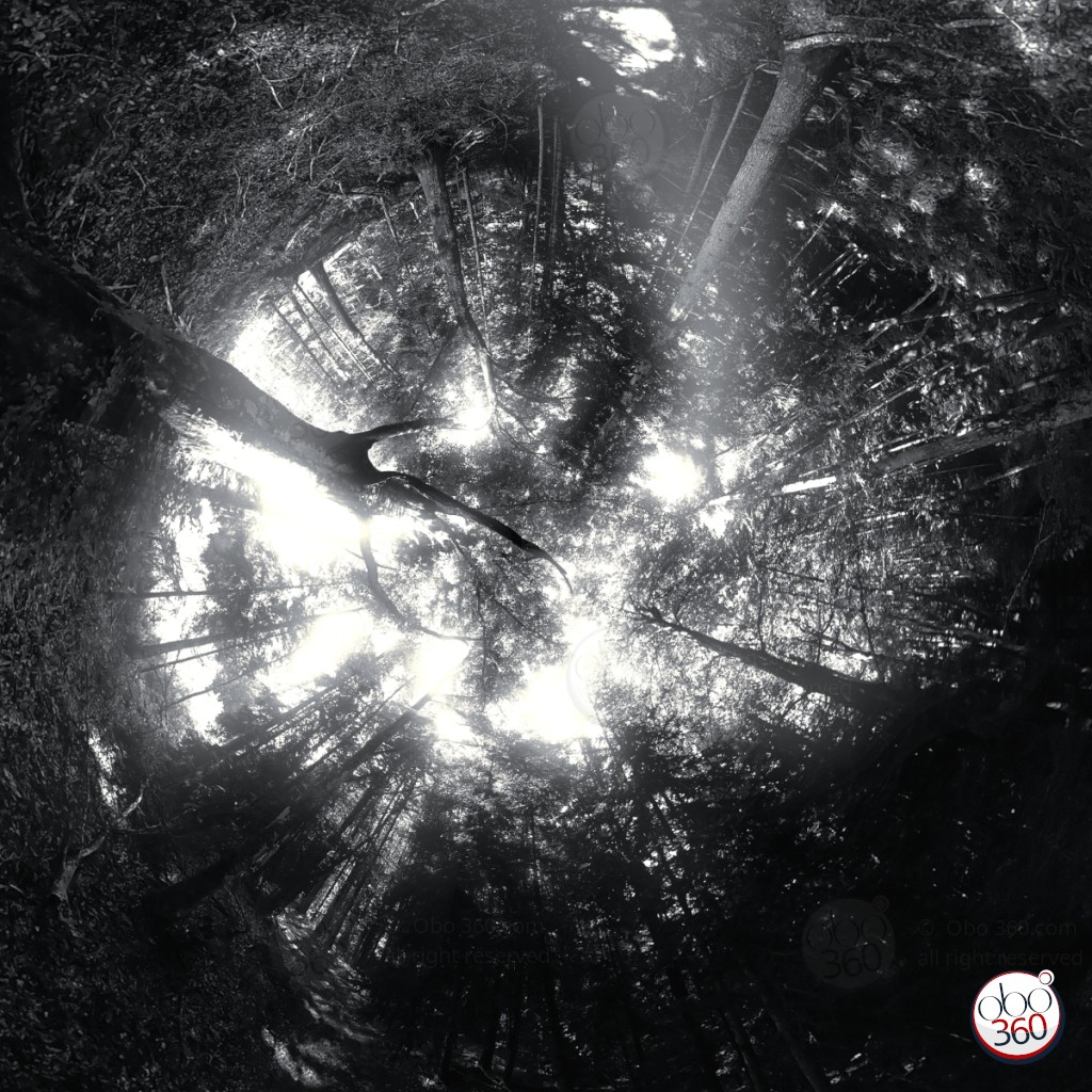 DarkForest Composition artistique en noir et blanc réalisée en effet tunnel depuis une prise de vue à 360°.Photo capturée dans une forêt lors d'un matin brumeux en Finistère