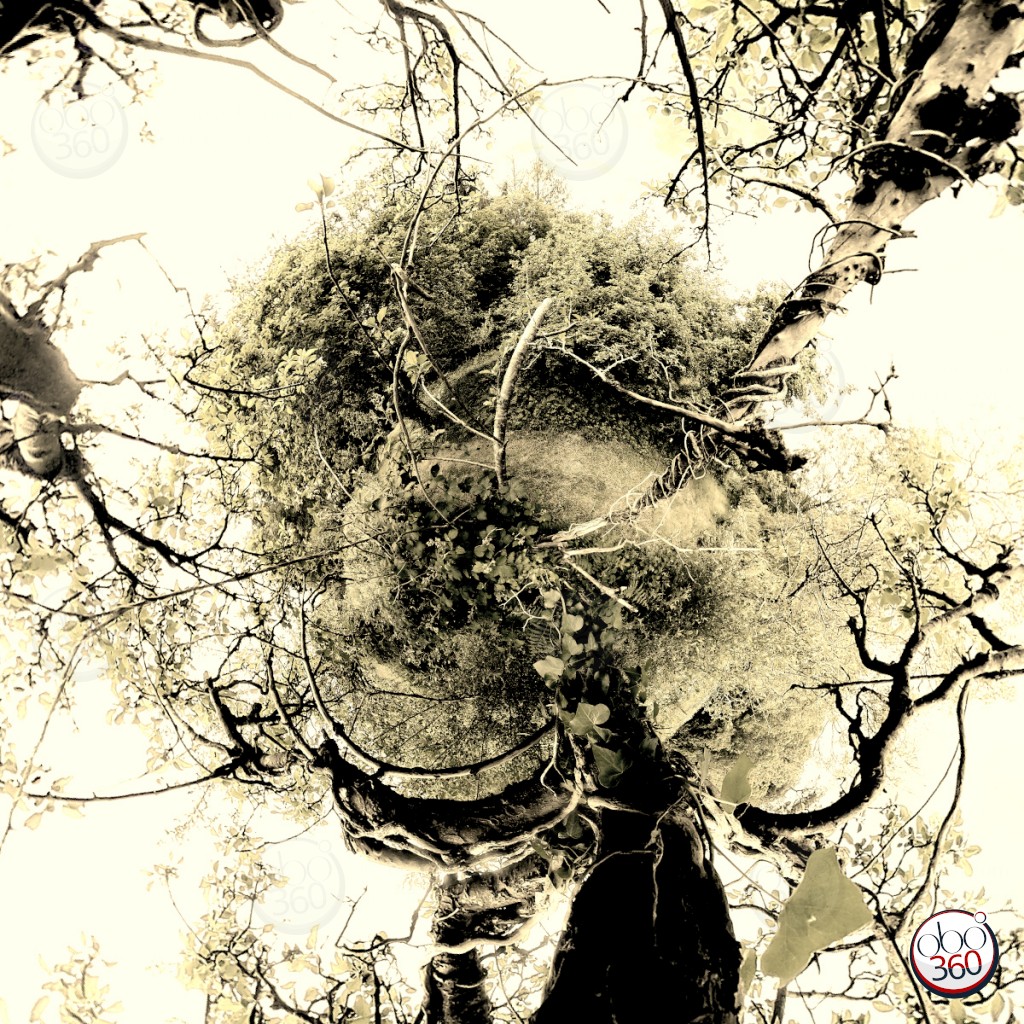 Synergie Composition artistique réalisée à partir d'une vue à 360°, prise dans un petit arbre avec des lianes, quelque part en Finistère.