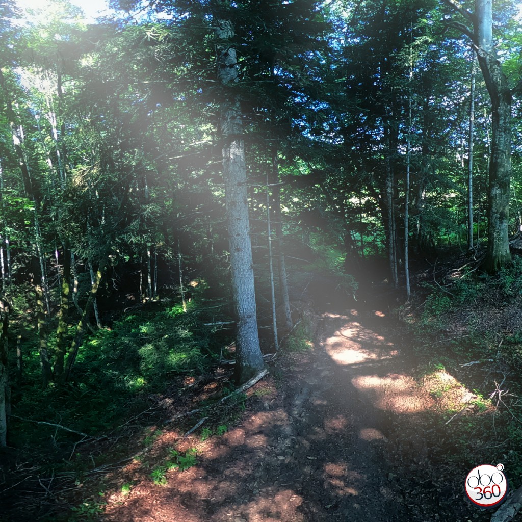 Composition artistique à partir d'une prise de vue à 360°.Photo réalisée dans le bois de Pommerette dans le Rhône. Observez le jeu de la lumière dans l'humidité des hauteurs.Plongez directement dans l'œuvre.