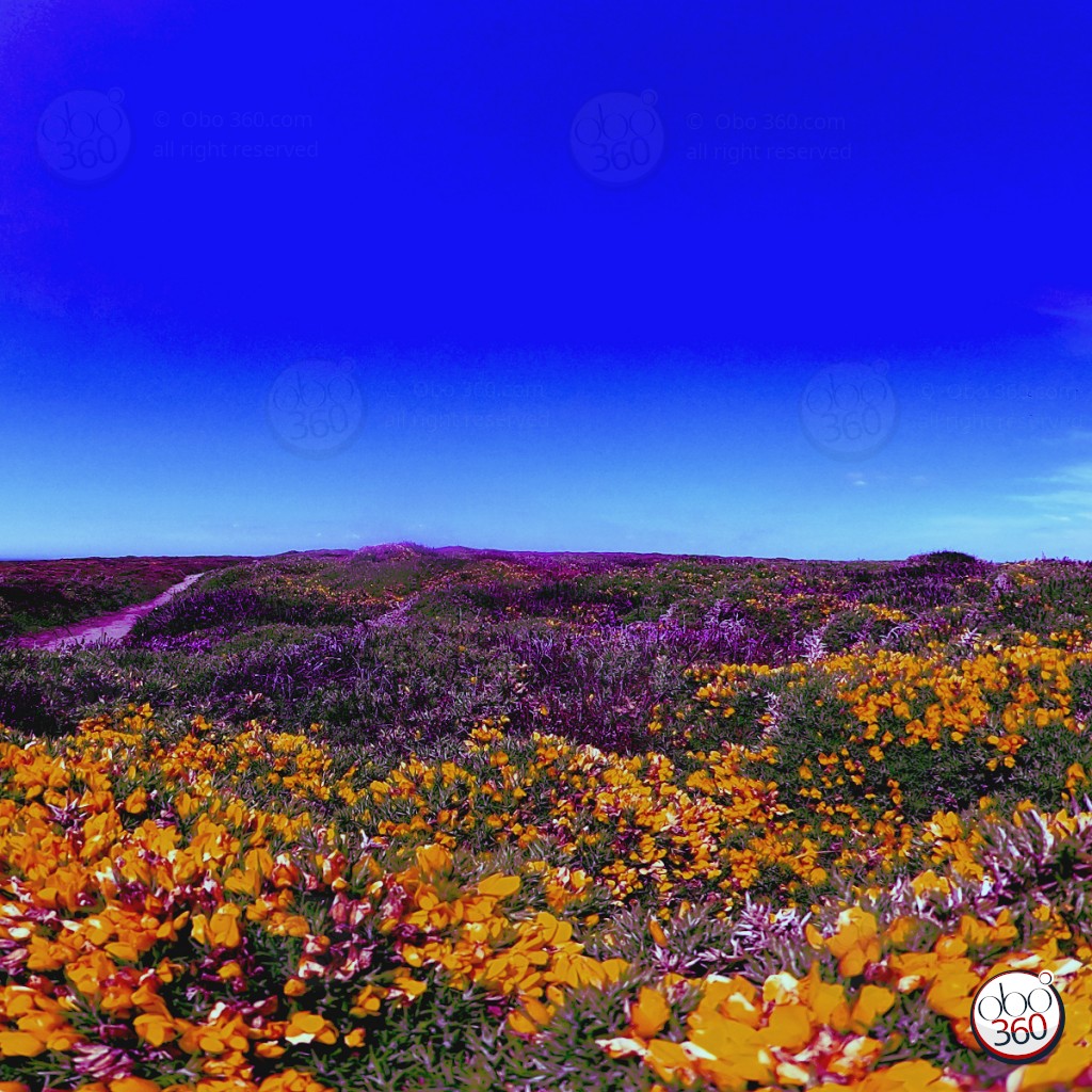 Composition artistique à partir d'une prise de vue à 360°.Photo réalisée au milieu d'ajoncs et bruyères, quelque part en Bretagne. Plongez directement dans l'œuvre.