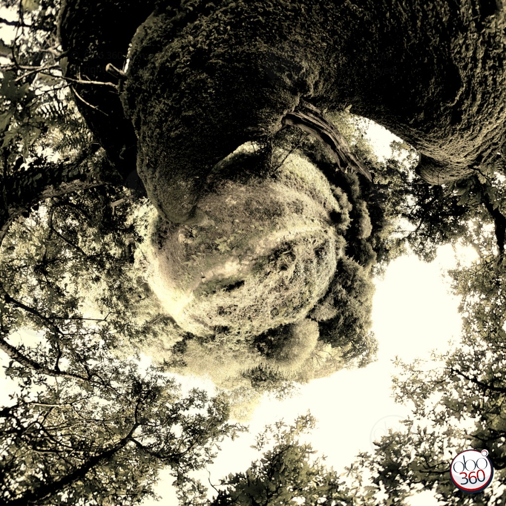 WoodKnot Artistic composition realized, from a 360° view, of a shaded hiking trail, somewhere in Finistère.